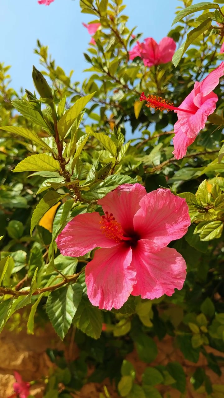 Fiori di ibisco rosa su un cespuglio verde. Primo piano di vivaci fiori di ibisco rosa con foglie verdi contro un cielo azzurro brillante e un muro di pietra.