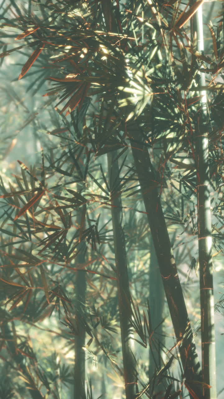 bosque de bambú asiático con la luz del sol de la mañana