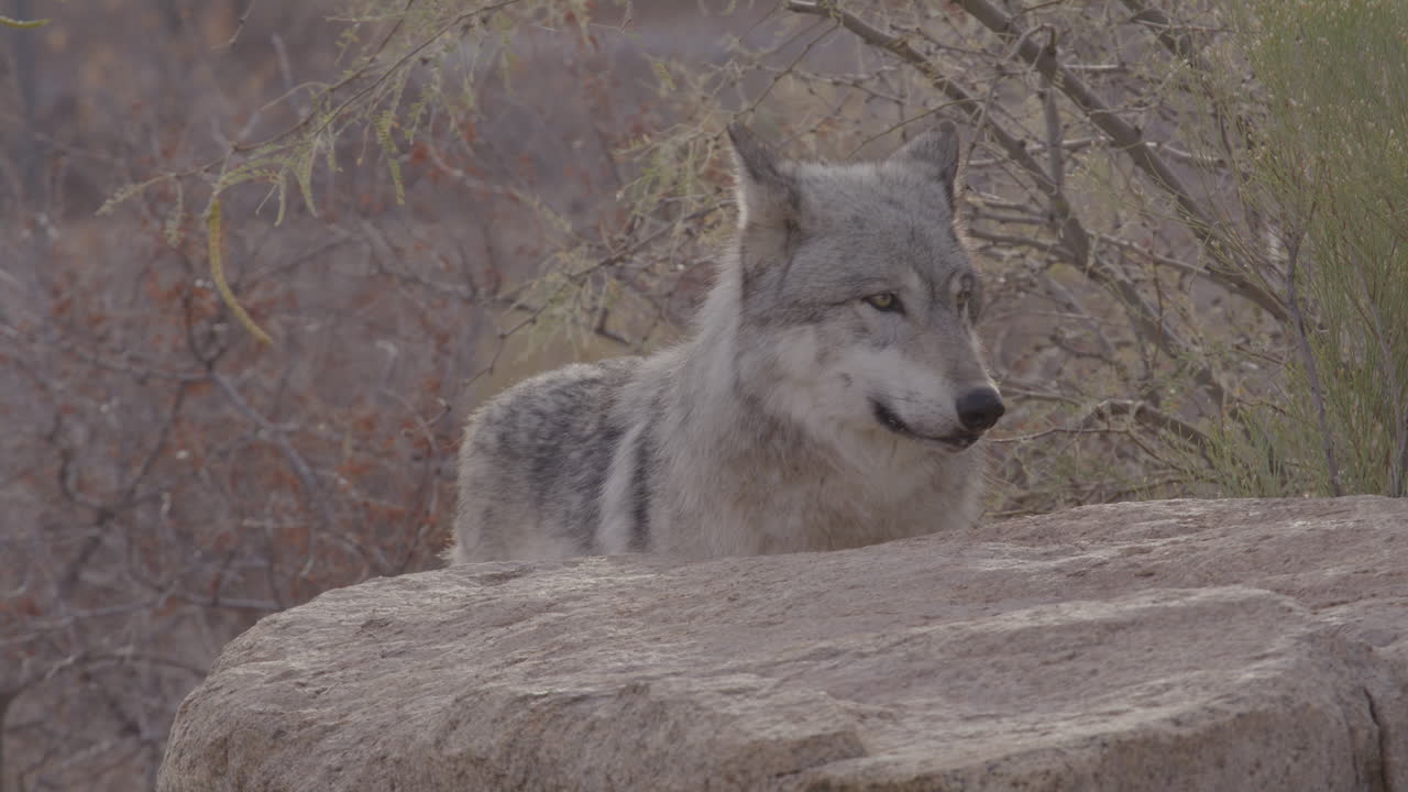Large wolf standing behind a rock