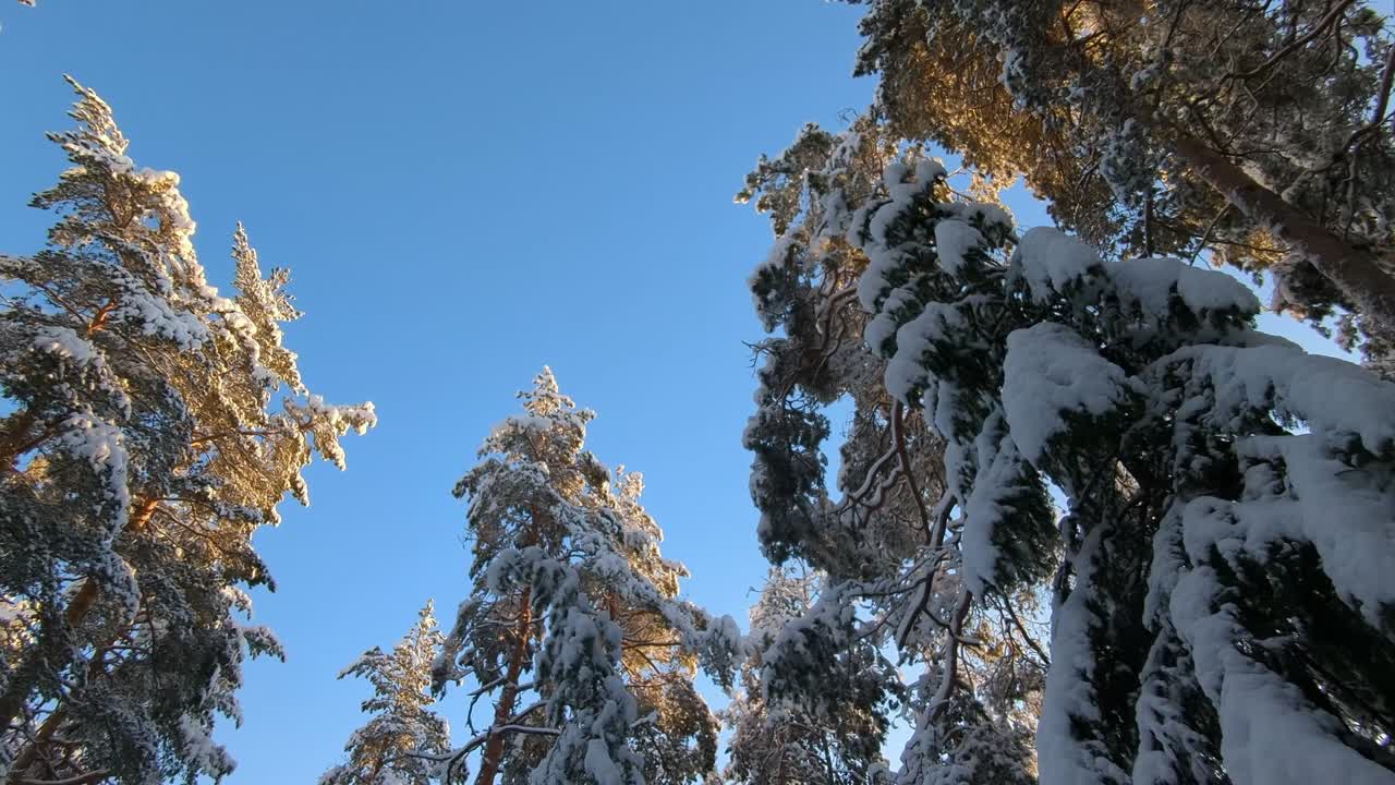 Majestic winter forest with blue sky and snow covered trees, looking up tree top view