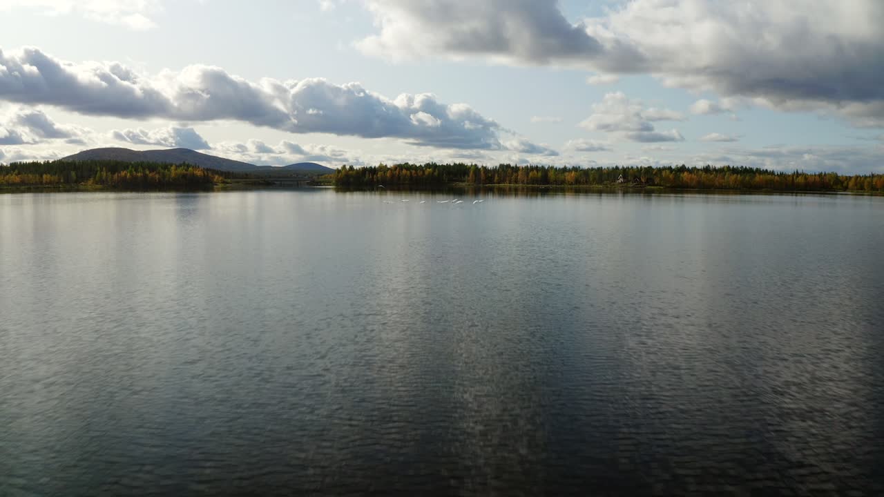 Swans landing at a beautiful lake in Finnish Lapland