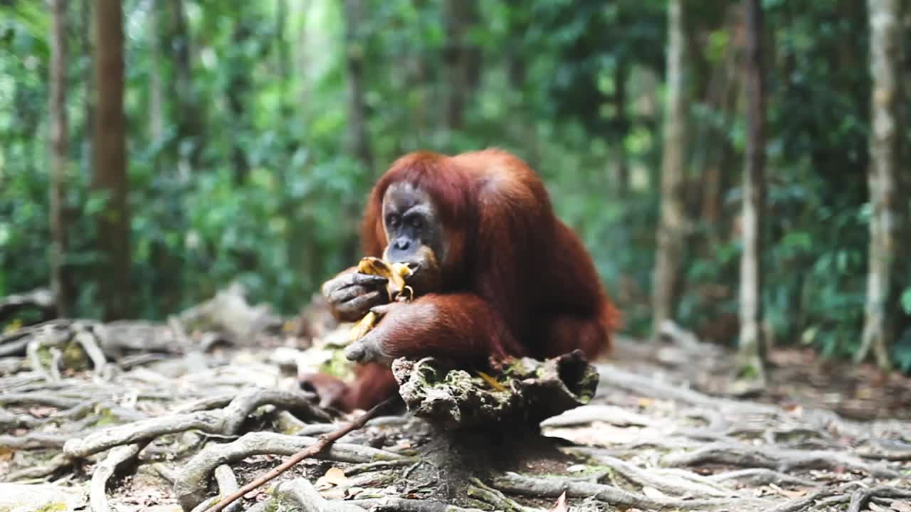 Yerde muz yiyen vahşi orangutan, orman arka planı.