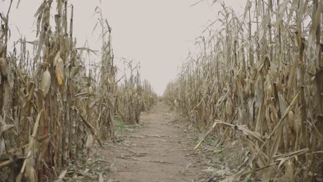 camino a través del maizal agrícola