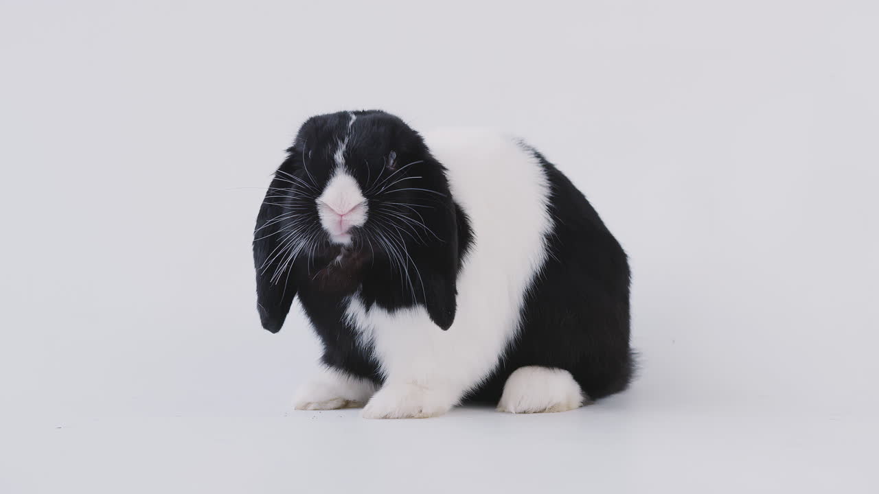 retrato de estudio de un conejo de orejas pequeñas en blanco y negro que se alimenta sobre un fondo blanco