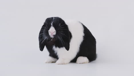 studio portrait of miniature black and white flop eared rabbit feeding on white background