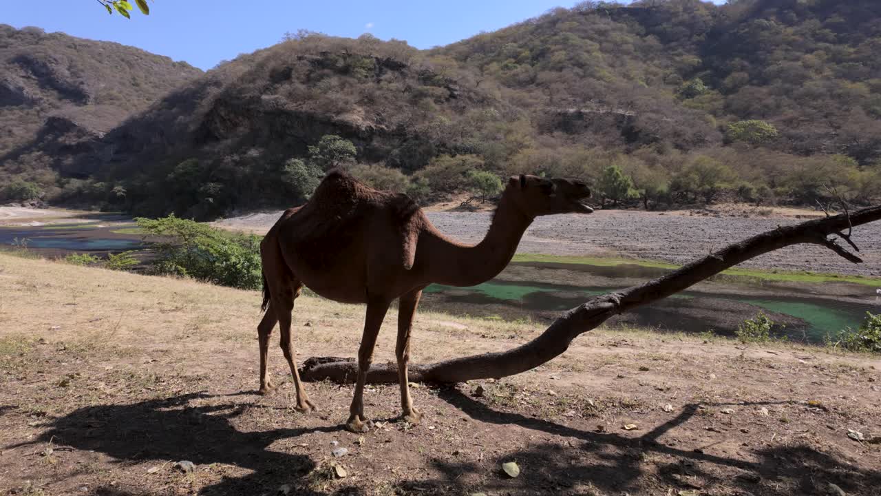 An open range camel foraging and grazing along a river oasis at Wadi Darbat, Oman
