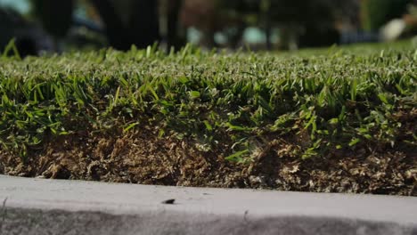 thatch build-up on st. augustine lawn grass, example of heavy lawn thatch
