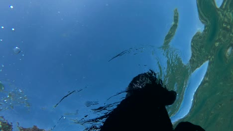 black dog swim on surface of water. close-up, underwater shot, 4k-60fps. red sea, dahab, egypt