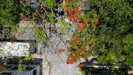 Top-down-drone-of-a-girl-riding-a-scooter-in-the-Florida-Keys