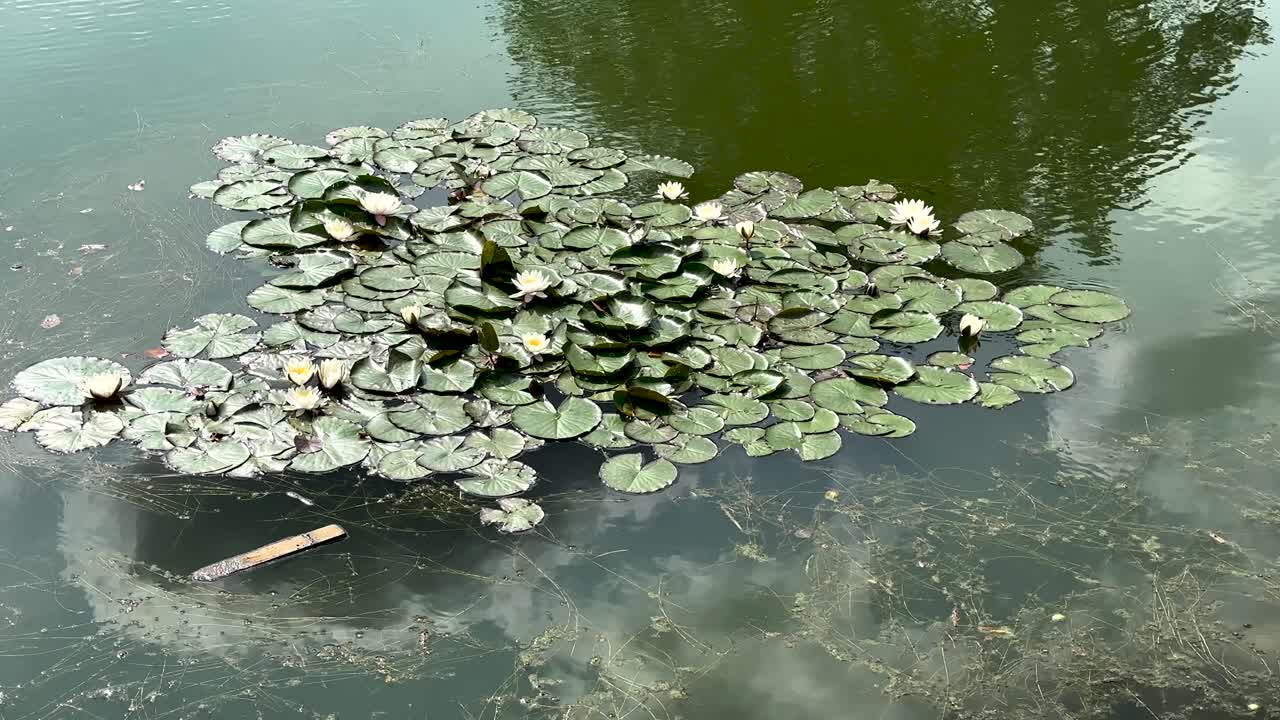 Water lilies bloomed on the pond (4K 60, in motion)