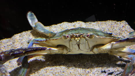 A-crab-at-Kamon-Aquarium,-Japan,-moves-its-antennae-and-mouth-underwater