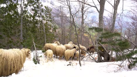 Sheep-gather-in-flocks-wandering-in-the-middle-of-the-snow-covered-forest