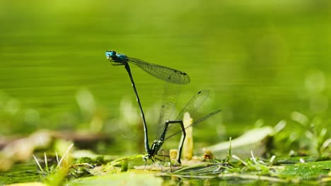 macro closeup of two blue dragonfly mating attached to each other, shallow depth of field, static