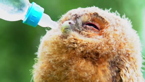 Footage-of-a-wild-baby-Owl-or-Owlet-that-has-been-lost-and-seek-shelter-with-humans