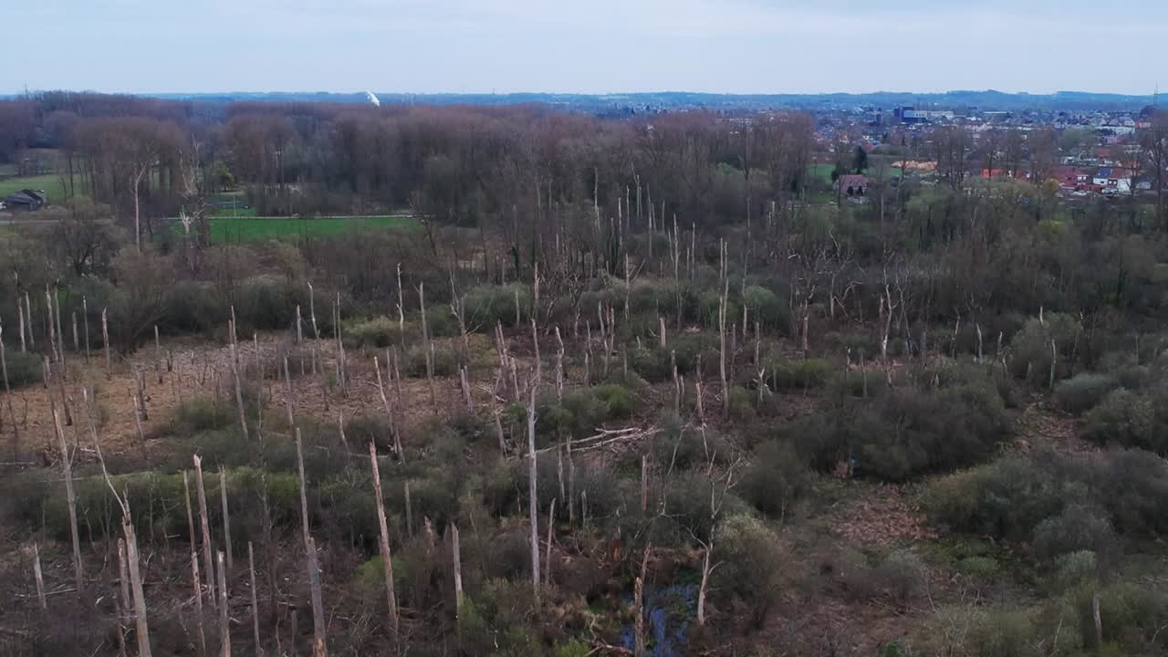 잘려지고 불태워진 숲의 잔해를 보여주는 드론