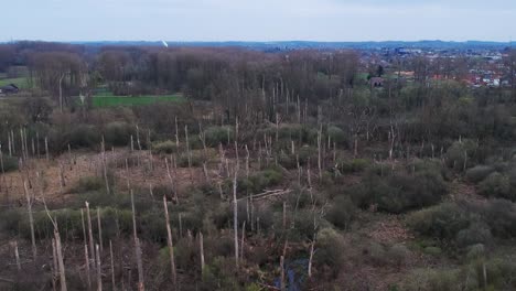 a drone tilts up showing the remains of the forest after it has been cut and burned