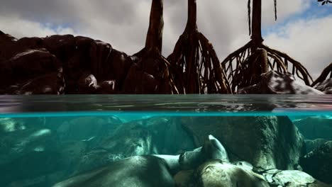 above and below the sea surface near mangrove trees