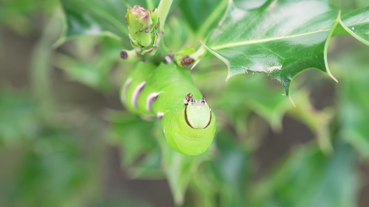 The Sphinx ligustri Caterpillar eating in a defensive stand