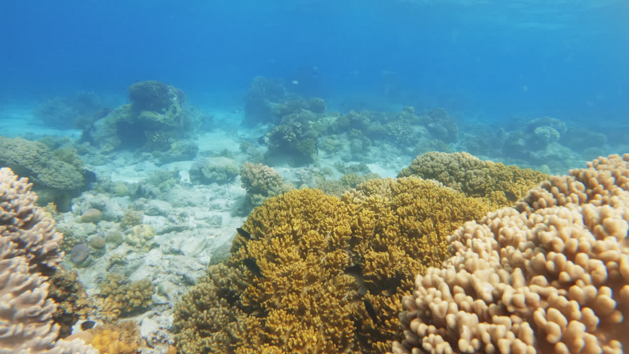 un primer plano cinematográfico de corales amarillos en cámara lenta de 4k en un día brillante y soleado en aguas muy claras