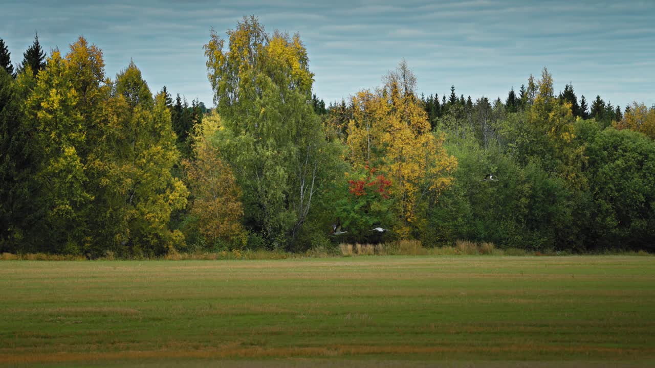 Un piccolo stormo di cicogne vola con grazia sopra il prato verde e la colorata foresta autunnale