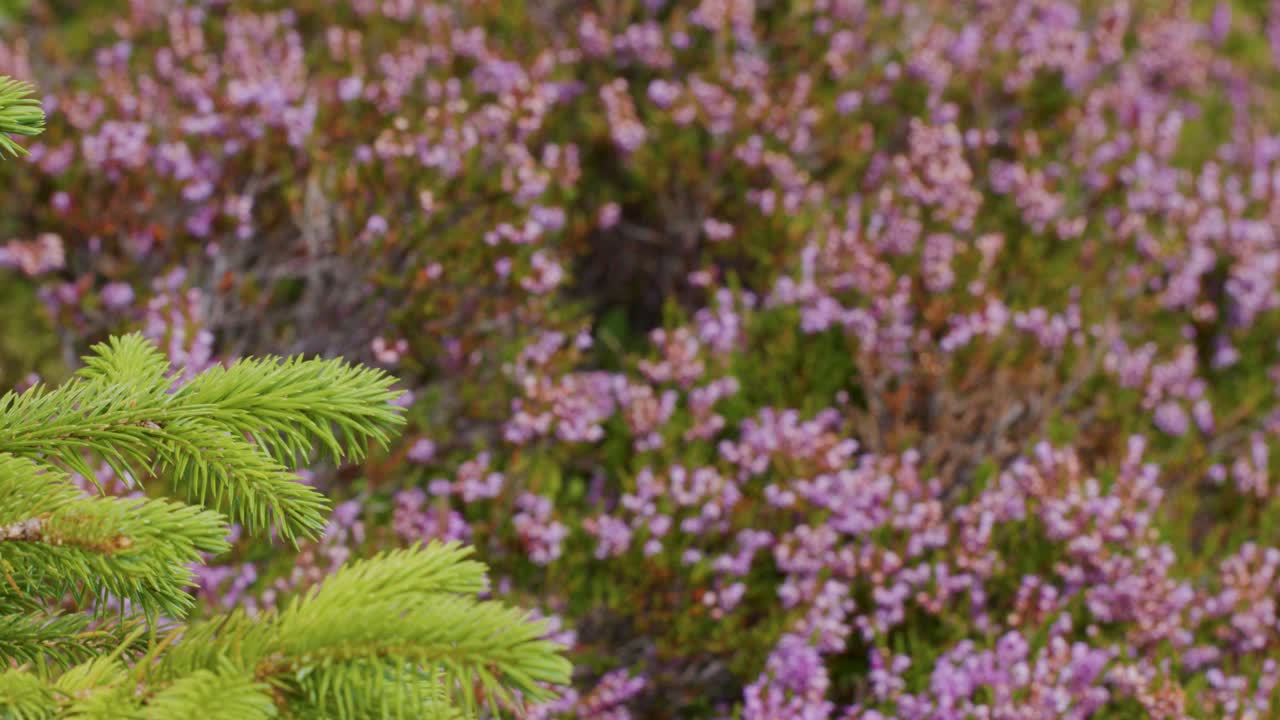 A close-up of a green pine branch gently swaying in the wind, with a blurred background of blooming purple heather in a natural highland setting