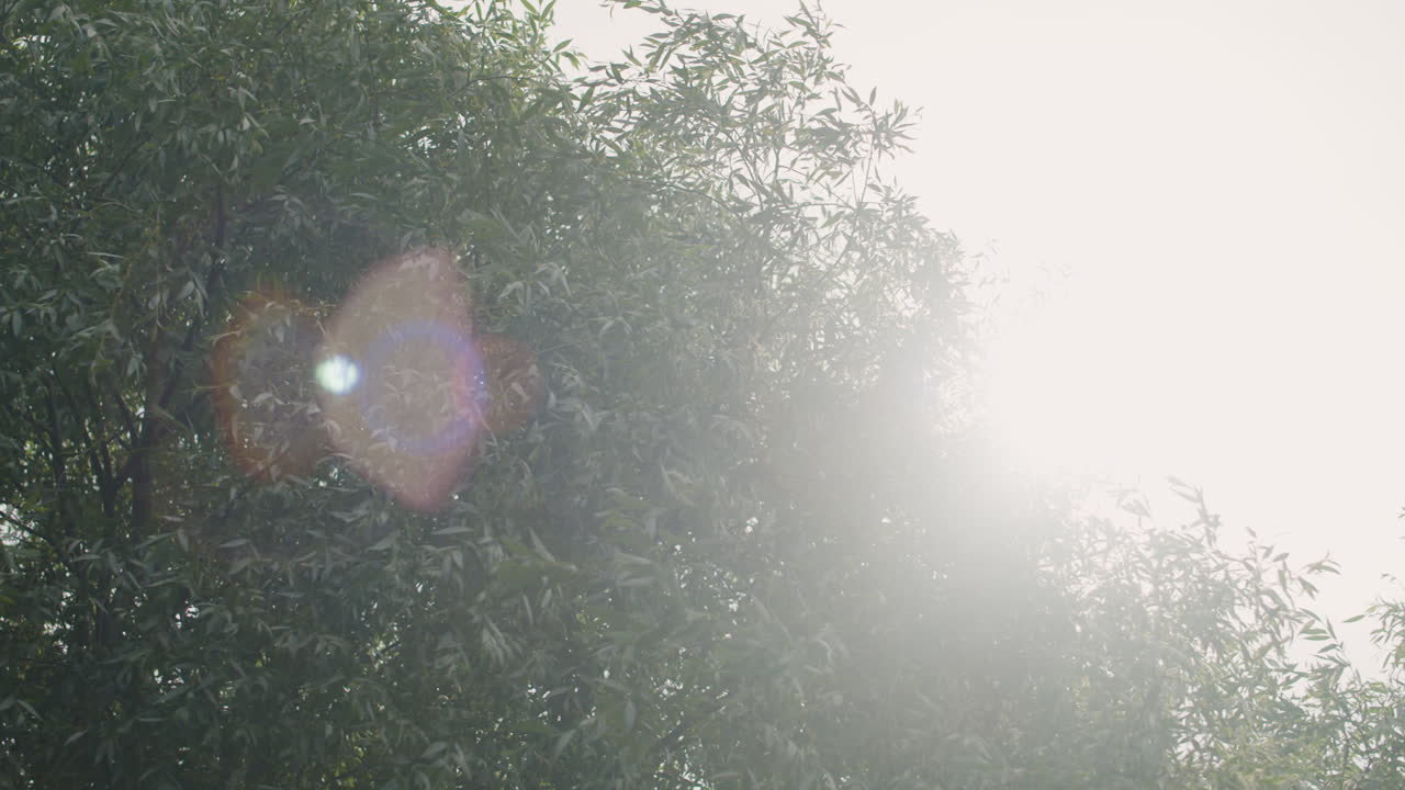 Tree Foliage and Sunlight