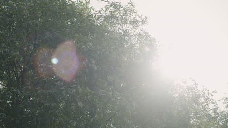 tree foliage and sunlight