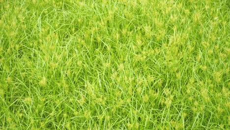 fondo de hierba de coco durante la primavera- plantas de cyperus rotundus bailando en el viento en un jardín salvaje