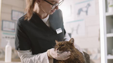 veterinarian petting cat during examination in clinic