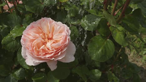 pouring water on a rose bush in a garden