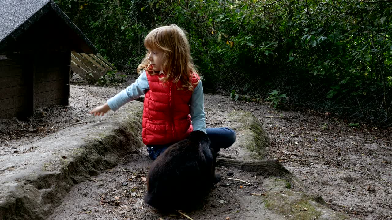 niño jugando con conejos