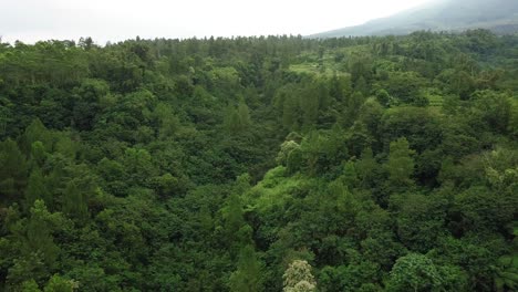 the dense forest on the slopes of mount merapi, central java, indonesia