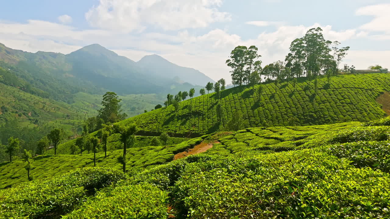 Aerial view low over lush green, tea plantations of Munnar, sunny day in India