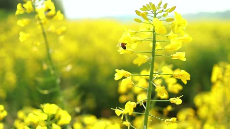 Abeja-Recoge-Néctar-Y-Polen-De-Flores-De-Colza,-Primer-Plano