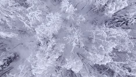 pushing in top down view of beautiful snow covered alder and spruce forest in switzerland