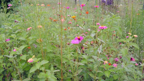 lantana and native wildlflowers in a florida garden