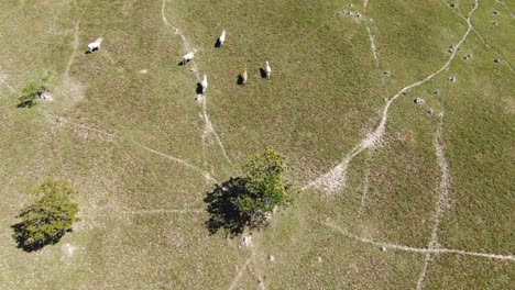 Vacas-En-Los-Llanos-De-Colombia-En-Un-Día-Soleado