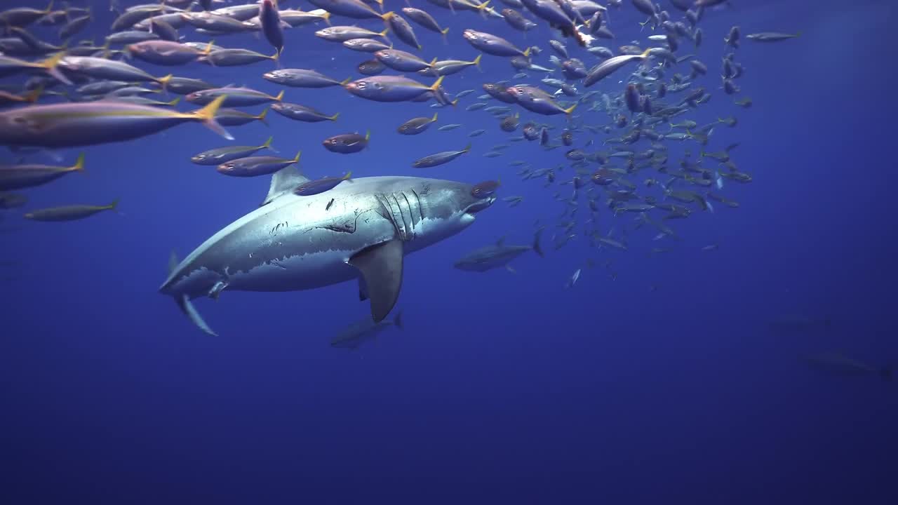 푸른 바다에서 고등어 떼와 함께 헤엄치는 백상아리