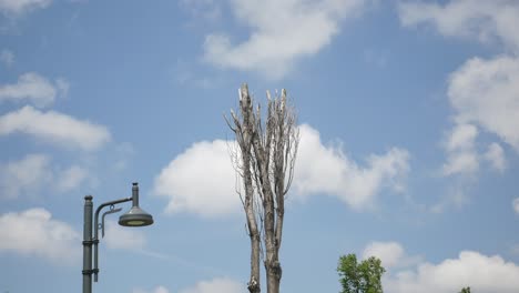 dead tree and lamppost under a cloudy sky