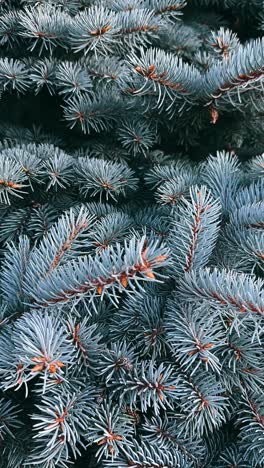 close-up of blue spruce branches