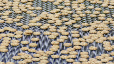 galleta galleta en línea de producción industrial
