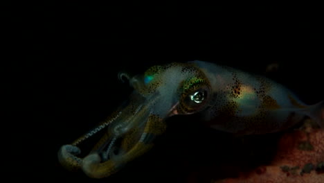 shy baby squid at night