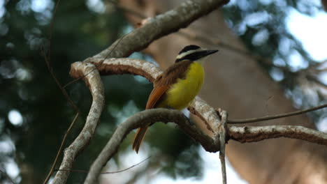 costa rican social flycatcher: beauty on a branch.