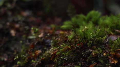 detailed view of fern moss in rainforest