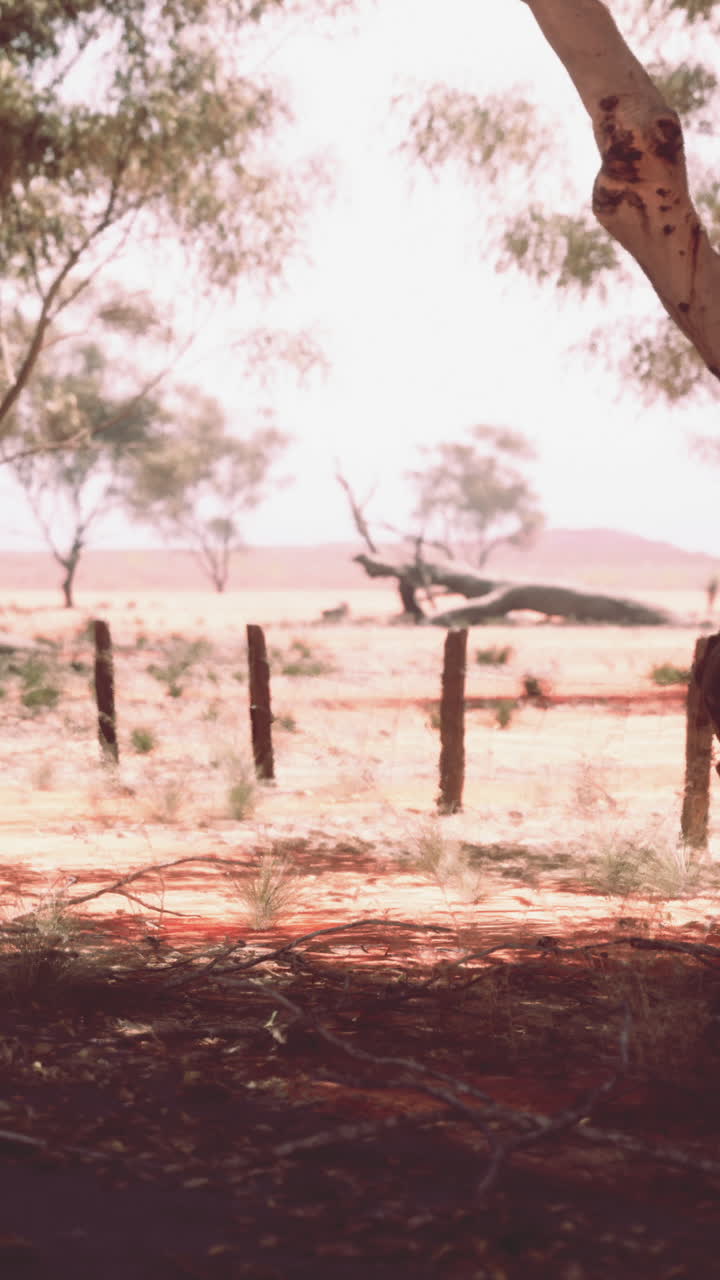 paisaje desértico con árboles y valla