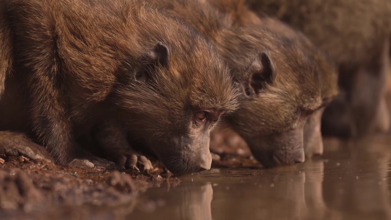 Babbuini in primo piano che si abbeverano a una pozza d'acqua in Kenya. Animali da safari in Africa, ripresi da angolazione bassa, in un contesto di fauna selvatica e natura africana.