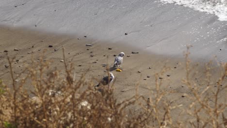 seagulls, on coast of malibu cali