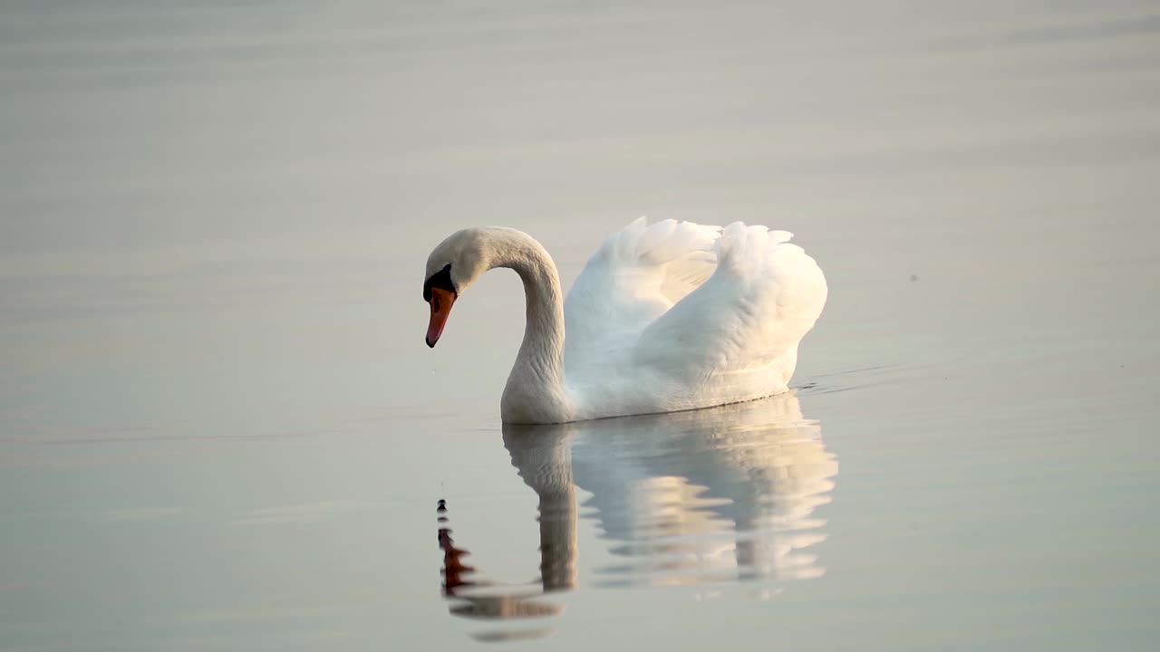 Swan on a lake dipping it's head into the water searching for food at Nordstrand Bad during sunset in Oslo, Norway.mp4