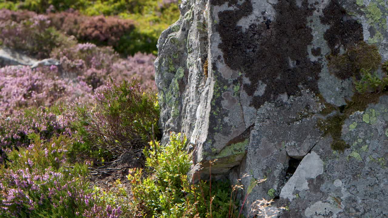 Camera slowly pans across lichen-covered rock, revealing purple heather and summer moorland landscape
