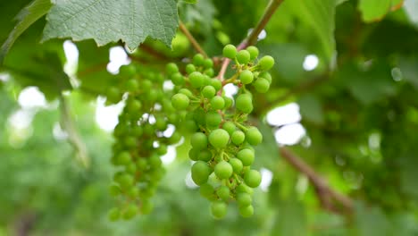 primer plano de uvas frescas de viñedo